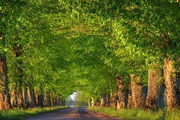 Countryside road among the trees. Masuria, Poland.