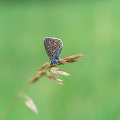 close-up of silver-studded blue (Plebejus argus) in blurred green background