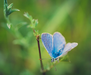 close-up of butterfy : silver-studded blue (Plebejus argus) in natural environment. green blurred background. wings open