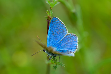close-up of butterfy : silver-studded blue (Plebejus argus) in natural environment. green blurred background. wings open