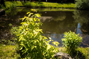 City park with trees and paths for walks
