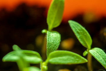 Blurred with soft focus background with a small sprout of tomato sprouted from the ground.