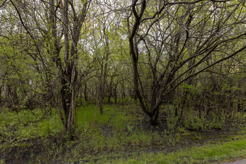 Fototapeta na wymiar Swamp Trail