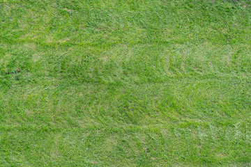 Background with green freshly cut lawn