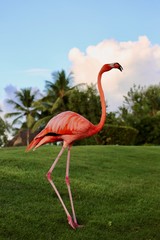 pink flamingo in the zoo tropical sky beautiful live love nature 