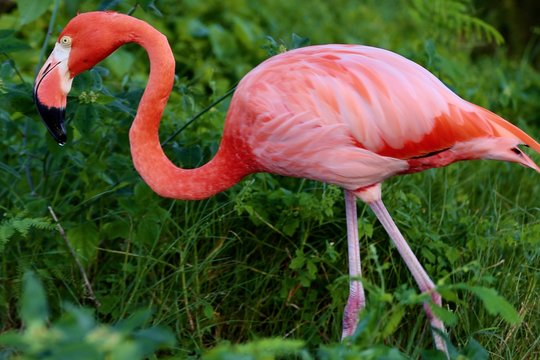 pink flamingo in the zoo beautiful photo pink live 
