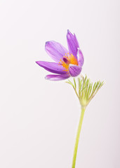 Fototapeta premium Single Pasque Flower on White