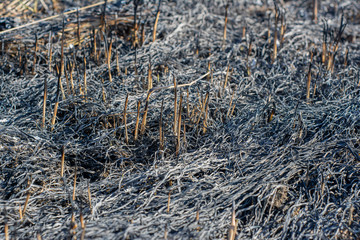 Background with the remains of grass and plants burned to enrich the soil for agricultural purposes.