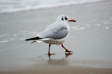 seagull on sand on the Baltic Sea