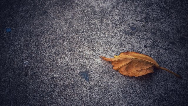 Fallen yellow leaf dried leaves in autumn nature on the road with texture background 