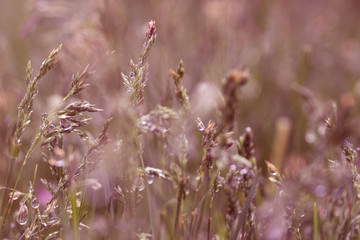 Grass in the Morning Dew
