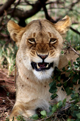 Obraz premium Lion Growling