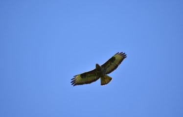 buzzard on hunt