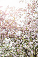 Apple tree in bloom, floral white pink background, soft focus, narrow depth of field