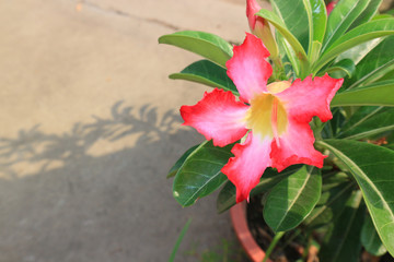 Macro Adenium obesum or desert rose.  Colorful flowers are beautiful trees that grow very easily withstand drought conditions.