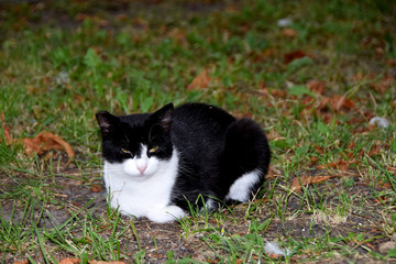 Naklejka na ściany i meble black and white cat sitting on a concrete road