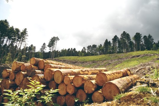 rondins de bois paysage des Vosges exploitation forestière