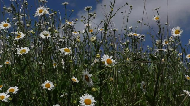   daisies flowers close up and sky clouds time-laps in 4k  