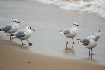 seagull on sand on the Baltic Sea