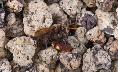 Asian Giant Hornet on the rocks