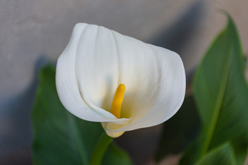 Close up of flower called calla