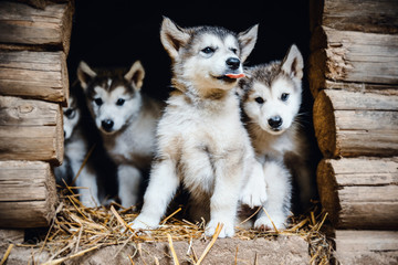 group of cute puppy alaskan malamute run on grass garden