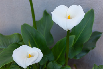 Close up of flower called calla