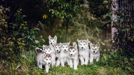 group of cute puppy alaskan malamute run on grass garden