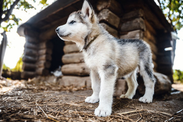 Obraz premium cute puppy alaskan malamute run on grass garden