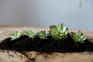 composition of succulents on a wooden table background, planting succulent pot on wooden background, earth day, gardener growing succulents
