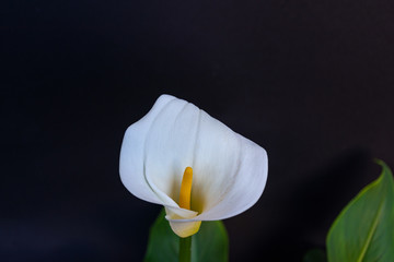 Fototapeta na wymiar Close up of flower called calla