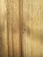 Pine texture