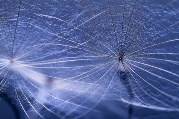 Dandelion seed - macro photo