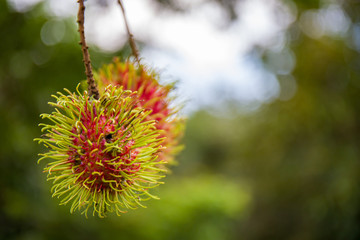 Fresh rambutans on the tree, Ripe rambutans in the garden