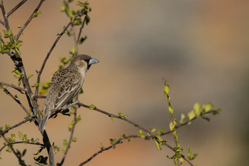 Sociable Weaver (Philetairus socius) Perched in a Tree