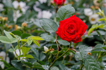 Beautiful Red Rose Close Up