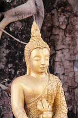 Golden Buddha statue under Bodhi tree in Wat Sri Ping Muang, Chiangmai province, Northern Thailand.