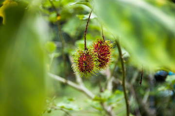 Fresh rambutans on the tree, Ripe rambutans in the garden