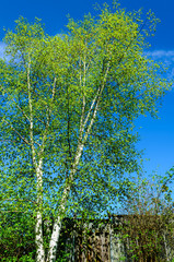 single White Birch tree against blue sky