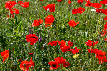 Field With Poppy Flowers Close Up	