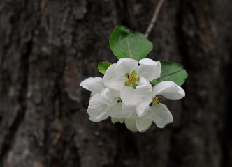 Wild Apple blossoms on a cloudy may morning. Moscow region. Russia.