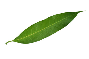 Mango leaves isolated on white background.clipping path