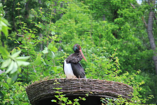 Horst Eines Wildvogels