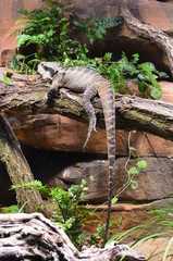 Lizard on the tree in Frankfurt am Main zoo