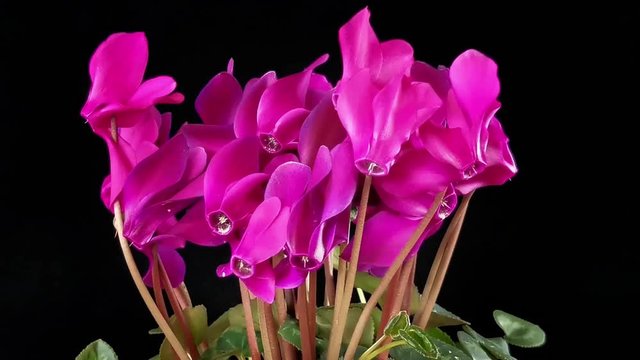 Beautiful pink Cyclamen flower on black background. Time lapse.