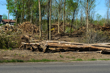 stacks of uprooted trees and brush piles