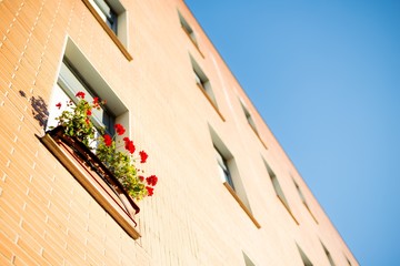 Window with floers in a brick facade.