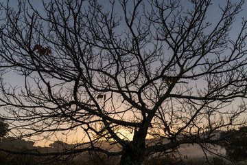 texture of a leafless tree during winter at dusk