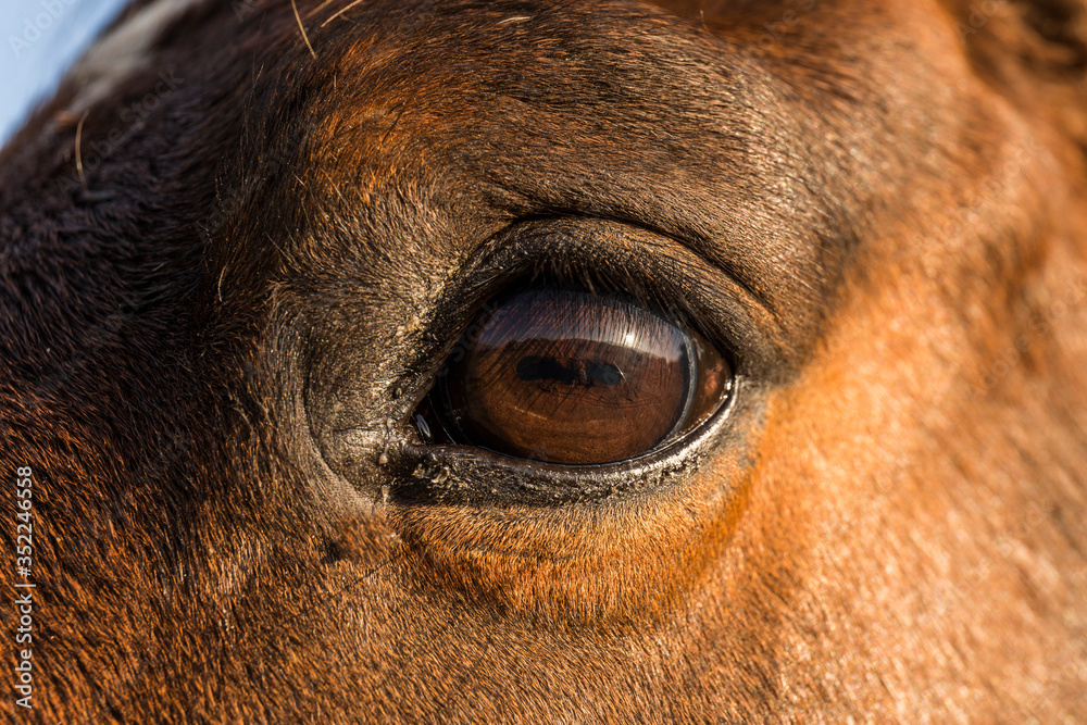 Wall mural closeup of the eye of a chestnut horse