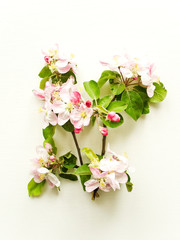 Apple tree flowers